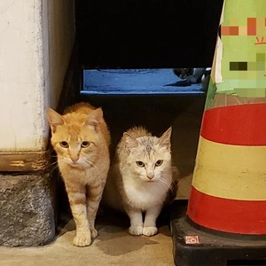 【ちなつ】です😄😺🌃