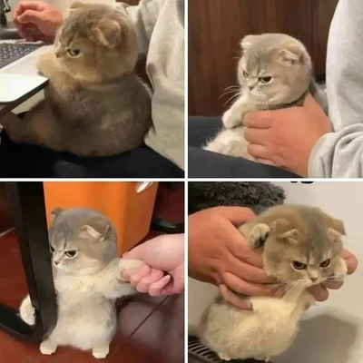 こにゃにゃちわ➰ฅ•ﻌ•ฅ☀️✨