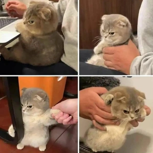 こにゃにゃちわ➰ฅ•ﻌ•ฅ☀️✨