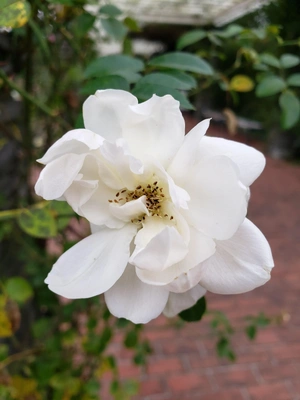 【ちなつ冬薔薇編】😄🌹✨