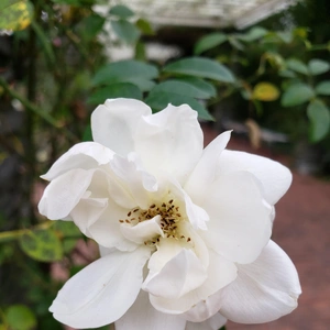 【ちなつ冬薔薇編】😄🌹✨