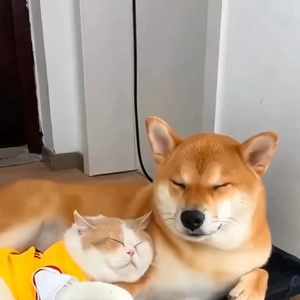 こにゃにゃちわ➰ฅ•ﻌ•ฅ☀️✨