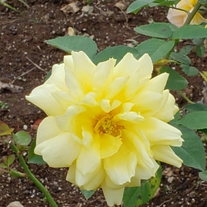 【ちなつ冬薔薇編】😄🌹✨