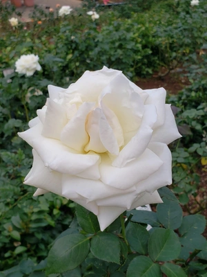 【ちなつ冬薔薇編】😄🌹✨