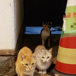 【ちなつ】です😄😺🌃