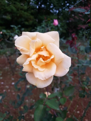 【ちなつ冬薔薇編】😄🌹✨