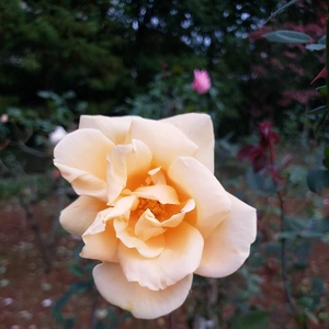 【ちなつ冬薔薇編】😄🌹✨