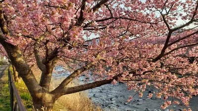 【ちなつ】携帯写真館