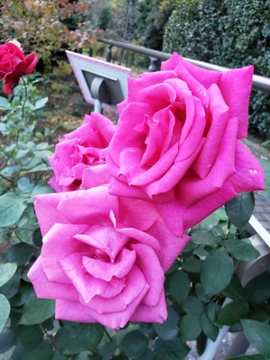 【ちなつ冬薔薇編】😄🌹✨