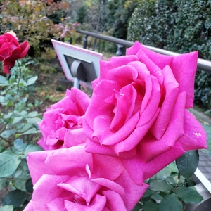 【ちなつ冬薔薇編】😄🌹✨