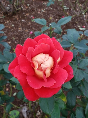 【ちなつ冬薔薇編】😄🌹✨