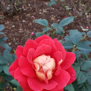 【ちなつ冬薔薇編】😄🌹✨