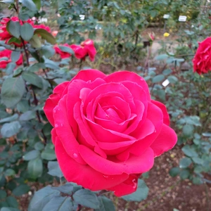 【ちなつ冬薔薇編】😄🌹✨