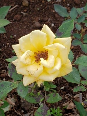 【ちなつ冬薔薇編】😄🌹✨