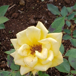 【ちなつ冬薔薇編】😄🌹✨