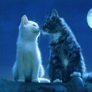 こにゃにゃちわ➰ฅ•ﻌ•ฅ