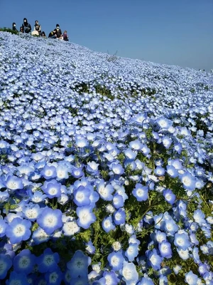 【ちなつ】携帯写真館