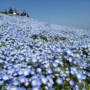 【ちなつ】携帯写真館