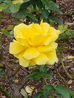 【ちなつ冬薔薇編】😄🌹✨