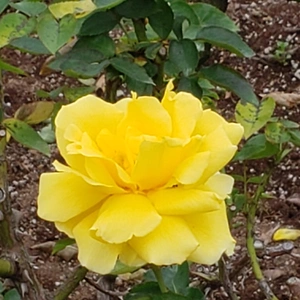 【ちなつ冬薔薇編】😄🌹✨