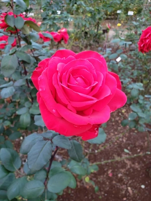 【ちなつ冬薔薇編】😄🌹✨