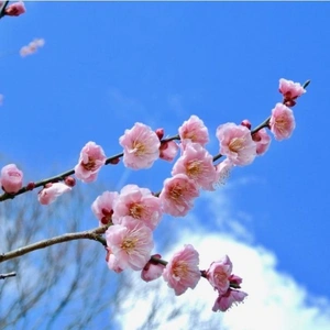 ✨🌸立春🌸✨