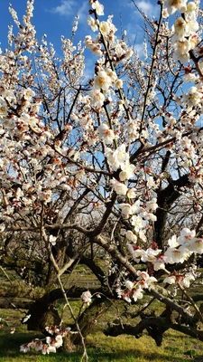 【ちなつ梅編】😄🌸✨
