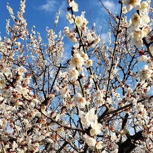 【ちなつ梅編】😄🌸✨