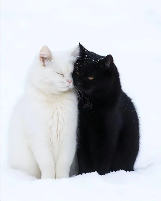 こにゃにゃちわ➰ฅ•ﻌ•ฅ⛄