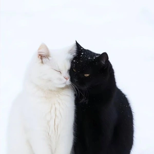 こにゃにゃちわ➰ฅ•ﻌ•ฅ⛄