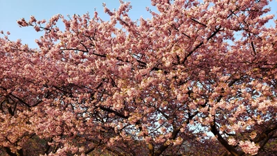 【ちなつ桜編】😄🌸✨
