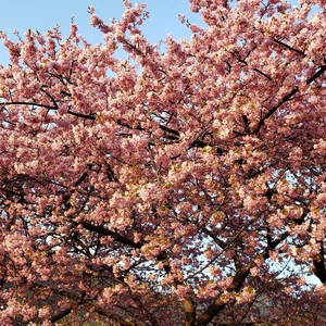 【ちなつ桜編】😄🌸✨