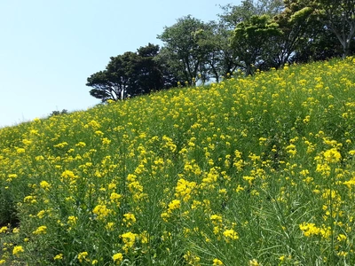 【ちなつ菜の花編】😄🌼✨