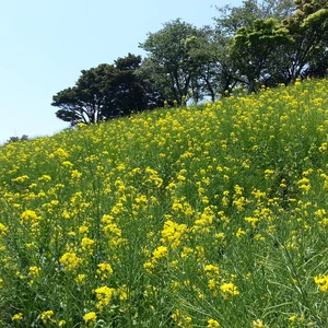 【ちなつ菜の花編】😄🌼✨