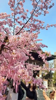 【ちなつ桜編】😄🌸✨