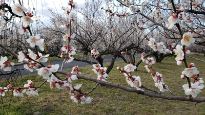 【ちなつ梅編】😄🌸✨