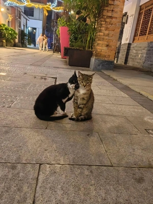 おっはニャンฅ•ﻌ•ฅ☔✨