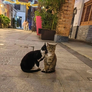 おっはニャンฅ•ﻌ•ฅ☔✨