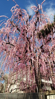 【ちなつ梅編】😄🌸✨