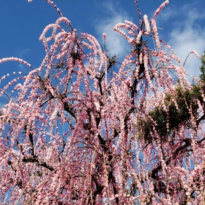 【ちなつ梅編】😄🌸✨