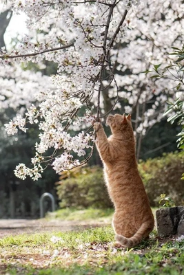 おっはニャン