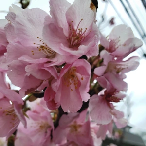 【ちなつ桜編】😄🌸✨