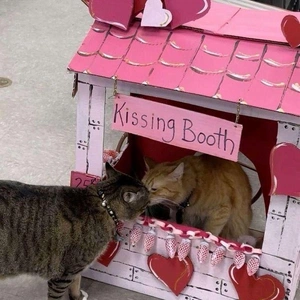 こにゃにゃちわ➰ฅ•ﻌ•ฅ☀️✨