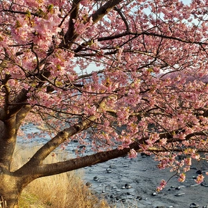 【ちなつ桜編】😄🌸✨
