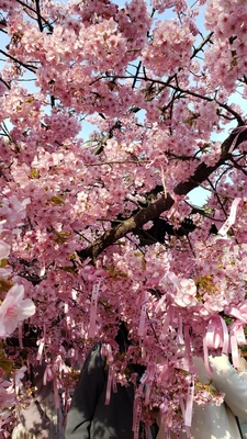 【ちなつ桜編】😄🌸✨