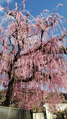 【ちなつ梅編】😄🌸✨