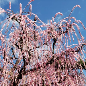 【ちなつ梅編】😄🌸✨