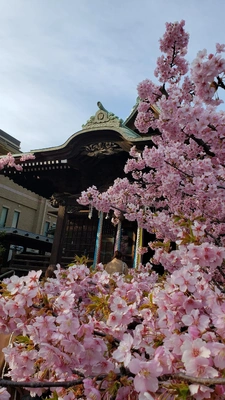 【ちなつ】桜編😄🌸✨