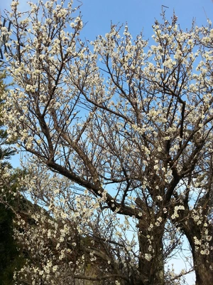 【ちなつ梅編】😄🌸✨