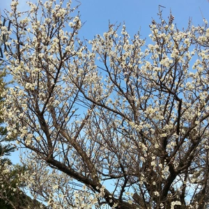 【ちなつ梅編】😄🌸✨